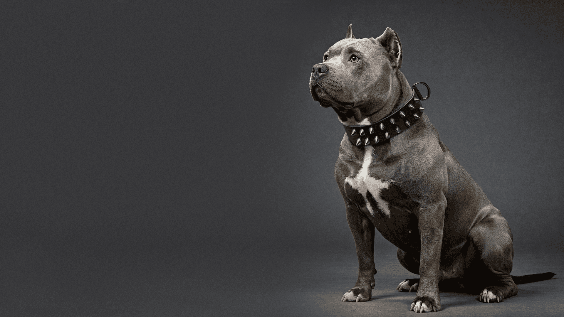 Imagem de um pet utilizando uma PetCher